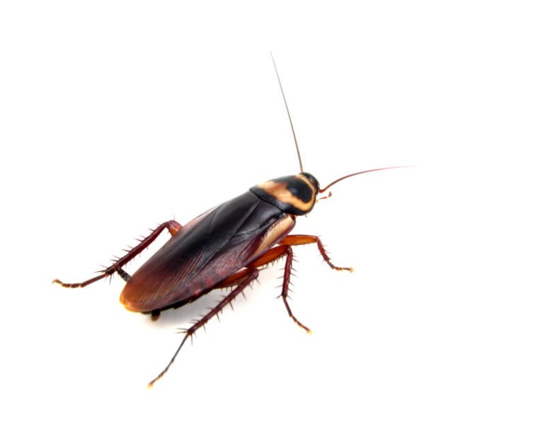 American Roach Omaha Pest Control