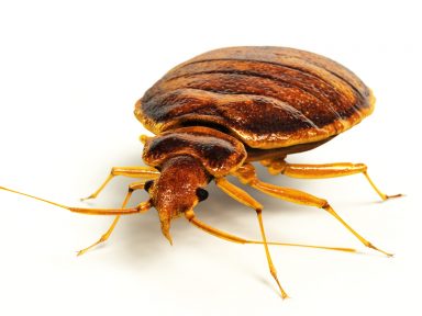 Bed Bug Control