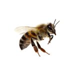 black yellow hovering Hornet Omaha Nebraska 