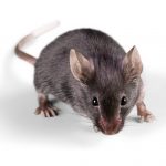 small gray mouse on shadow