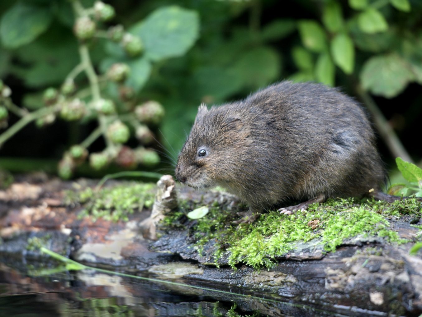 Voles Exterminator in Nebraska