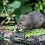 Voles are a pest at the Plattsmouth, NE river's edge - local exterminator services