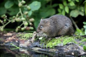 Thirsty Vole Waterfront Feeding Plattsmouth Nebraska