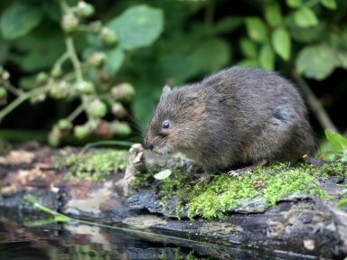Voles Exterminator in Nebraska