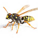 Yellow jacket wasp removal for residential homes in Papillion, NE