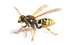 Yellow jacket wasp removal for residential homes in Papillion, NE