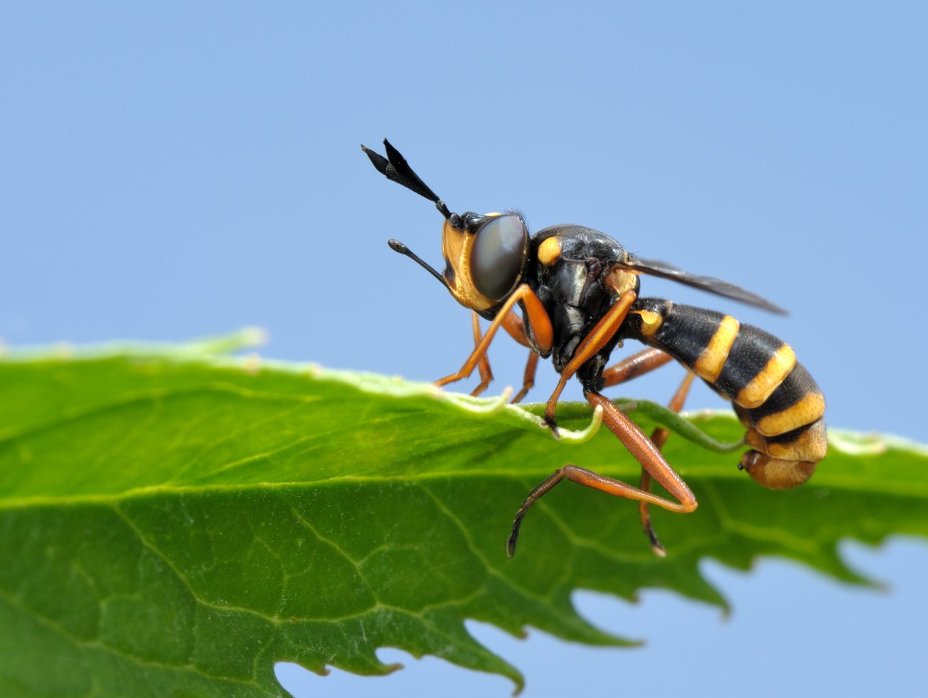 Wasp Exterminator in Nebraska