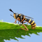 Close-up profile of a wasp on a green leaf against a blue sky, representing stinging insect control services in Omaha, NE and Council Bluffs, IA metropolitan communities.
