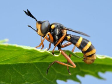 Wasp Exterminator in Nebraska