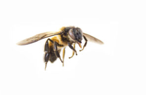 Close-up of a honey bee, highlighting a common stinging insect found in Omaha, Nebraska.
