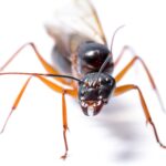 Large black carpenter ant on a white background, highlighting its mandibles and antennae for identification.