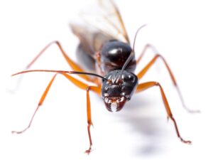 Large black carpenter ant on a white background, highlighting its mandibles and antennae for identification.