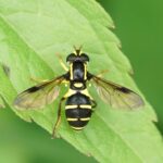 Professional removal of a paper wasp nest from a residential soffit in Bellevue, NE.