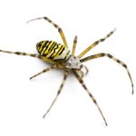 A Banded Garden Spider on a white background, representing common pests found in Gretna, Nebraska gardens and homes.